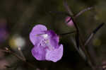 Slenderleaf false foxglove